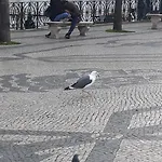 Ameli Lisboa