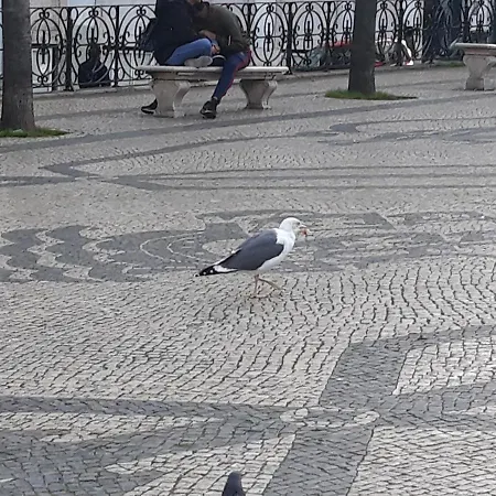 艾美丽客房公寓 Lisboa